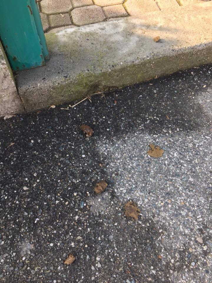 Cacche cani la protesta dei cittadini arriva in Comune