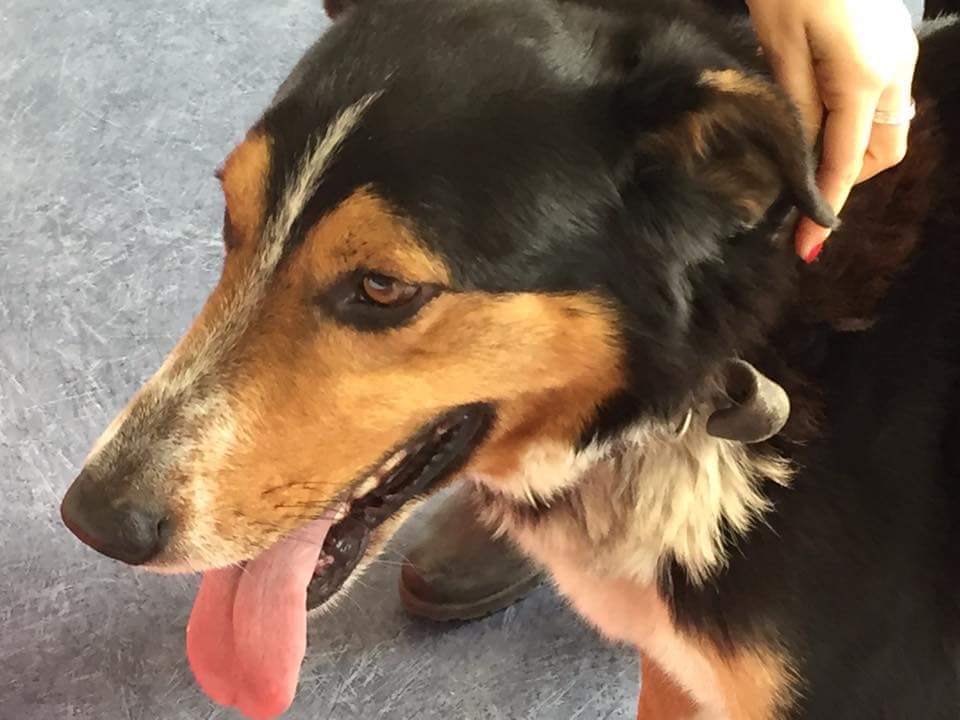 Cane ritrovato si cerca proprietario