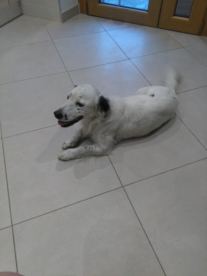 Forza Italia propone l’esenzione della Tari per chi adotta un cane