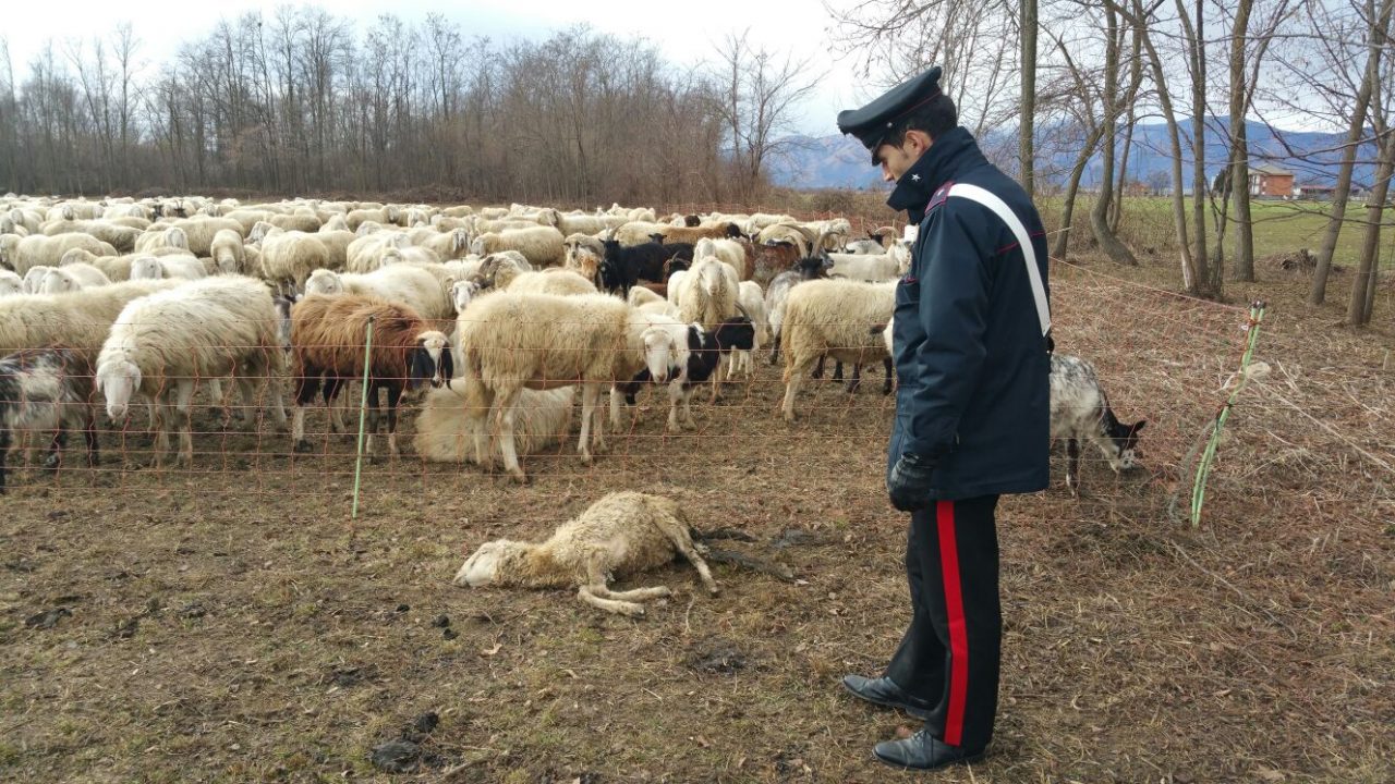 Denunciati pastori parenti dei killer di Castelrosso di Chivasso