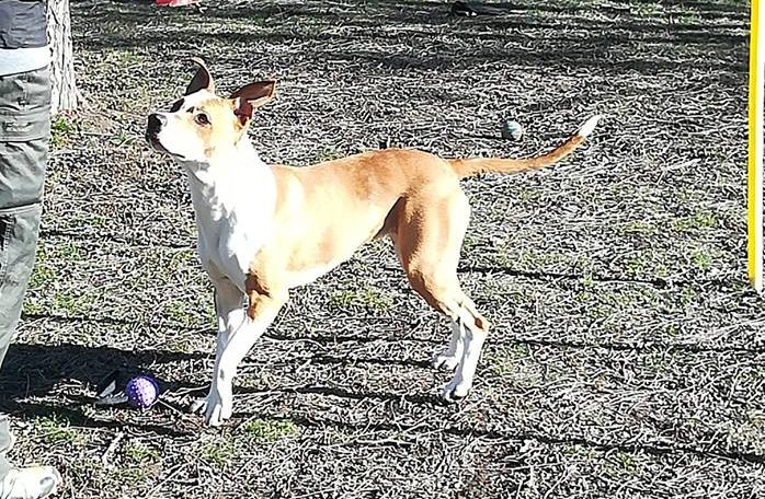 Giovane pitbull cerca famiglia LE FOTO