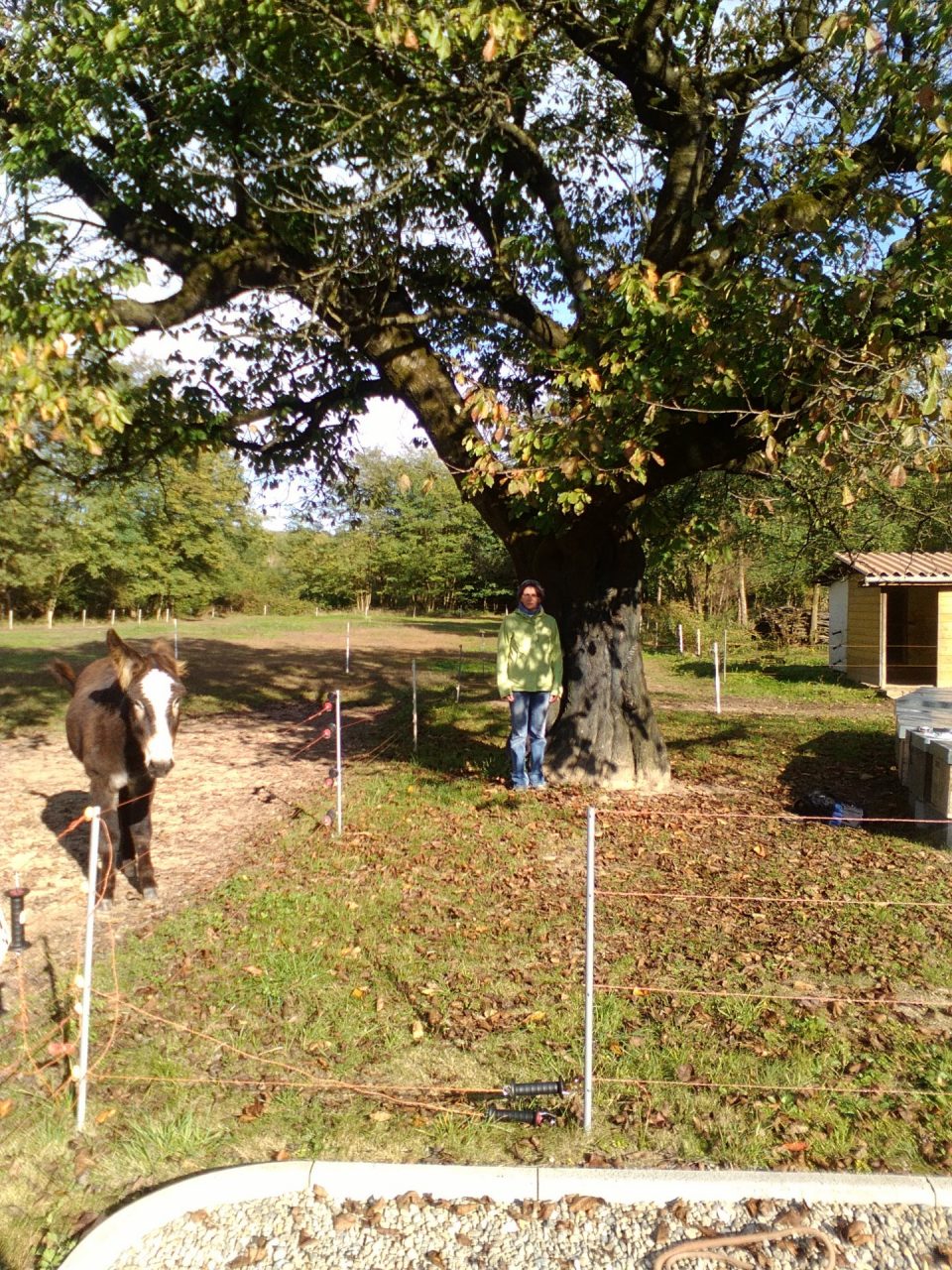 Alberi monumentali ecco dove sono