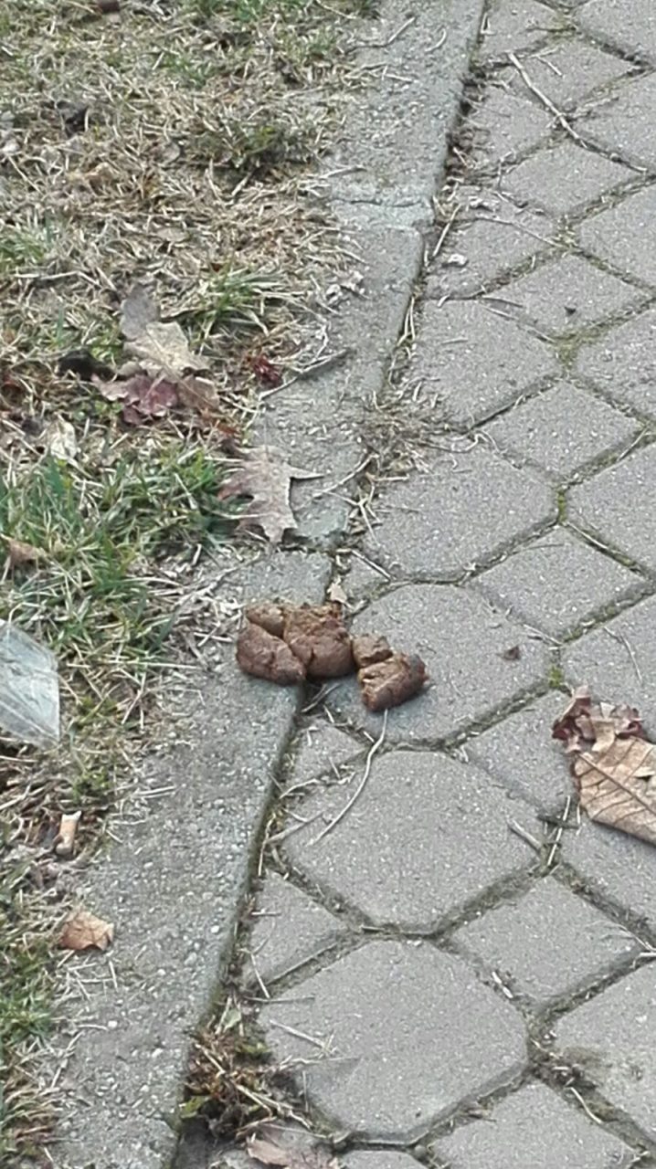 Cacche animali invadono parco pubblico la protesta