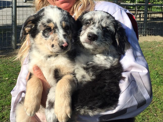 Cani in valigia due persone denunciate per maltrattamenti
