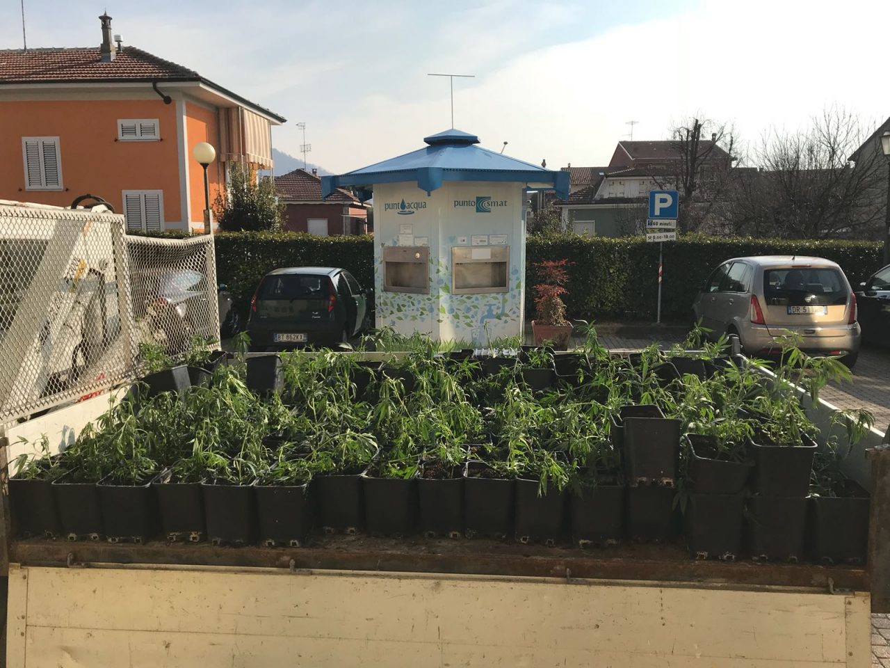 Sequestrate 300 piante di marijuana