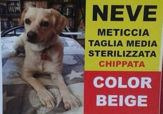 Cane scappato dopo incidente famiglia cerca disperatamente