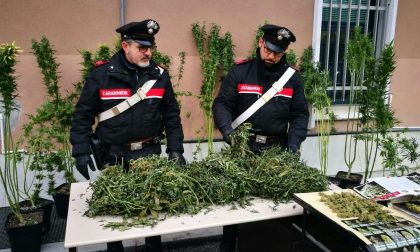 Piante cannabis coltivate in casa carabinieri denunciano l'inquilino