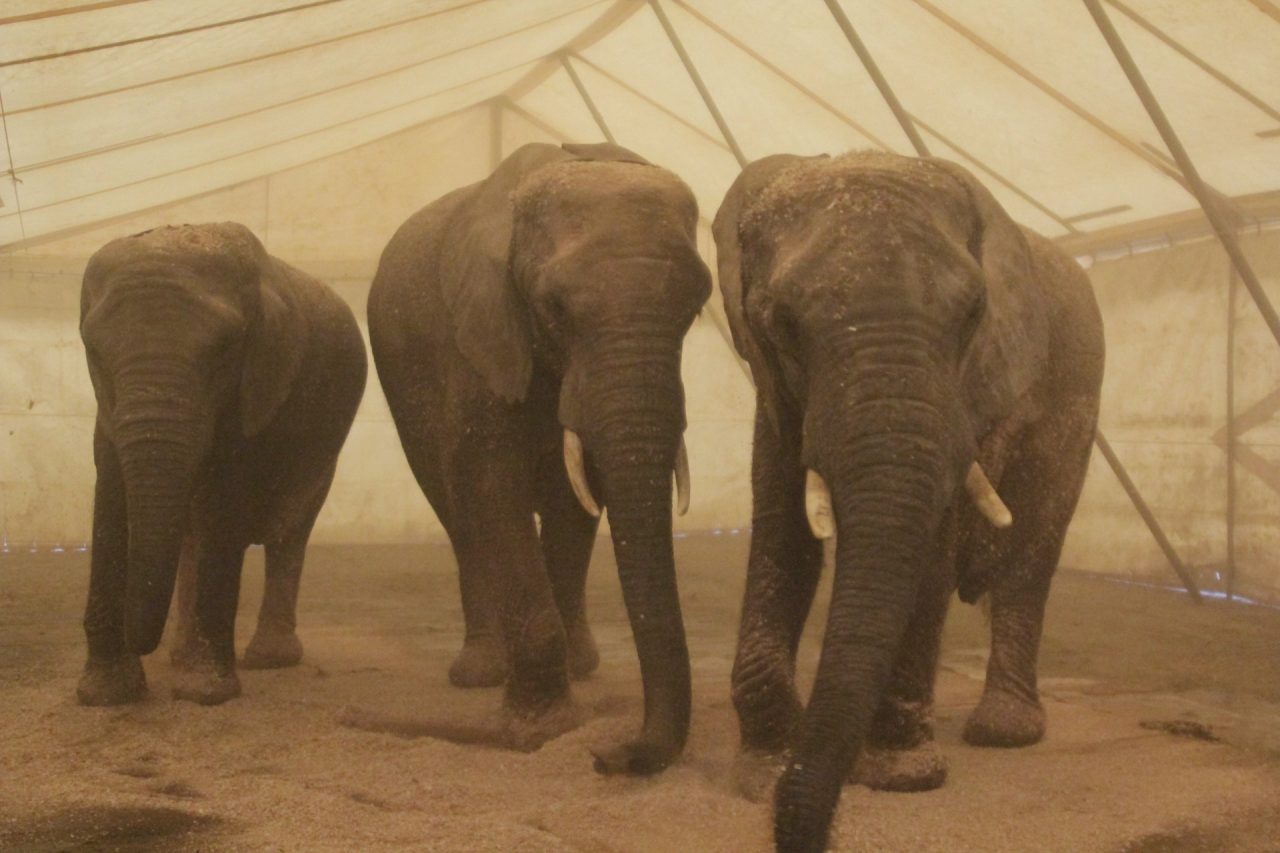 Arriva il circo degli animali la protesta