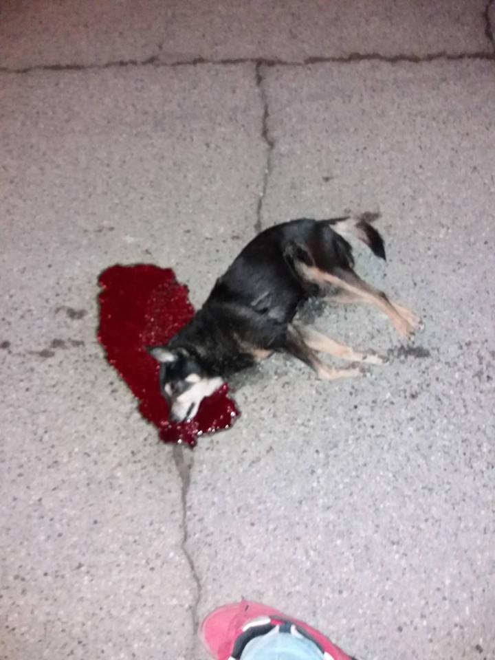 Cane investito e ucciso da auto