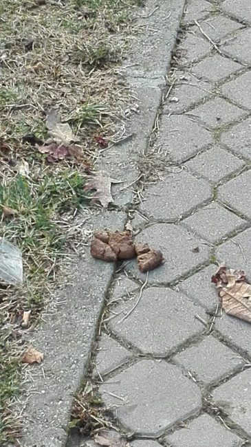 Non raccoglie la cacca del cane, donna incinta picchiata