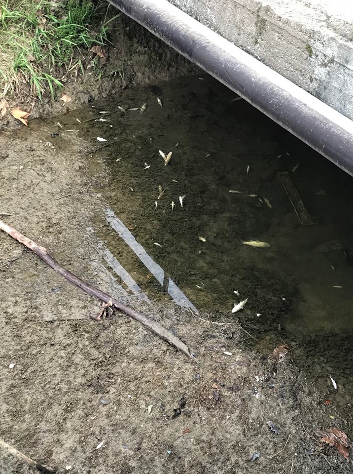 Poca acqua nella roggia si rischia una strage di pesci