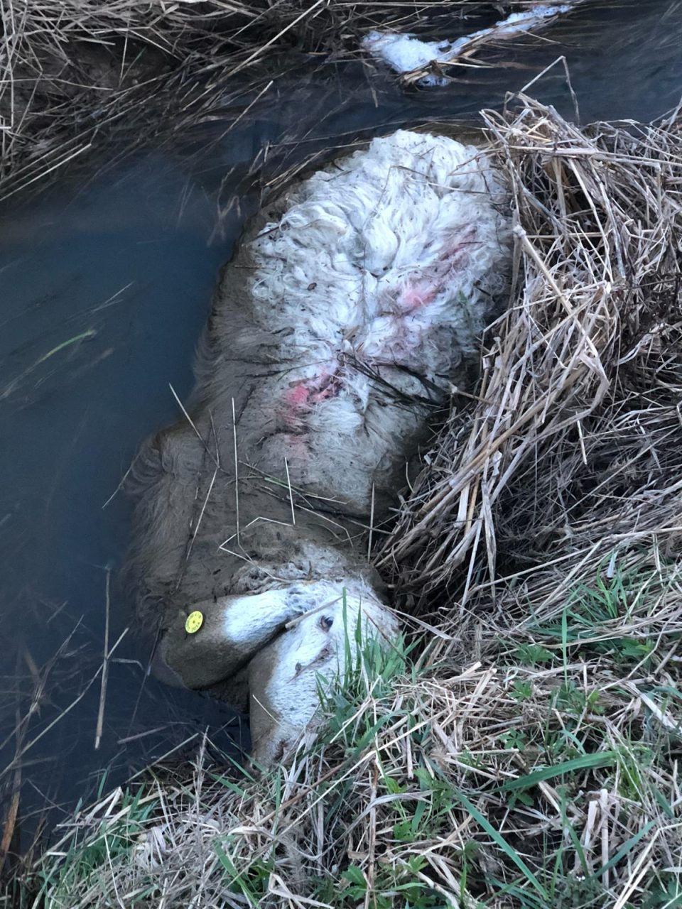 Pecore e capre morte nella roggia è giallo