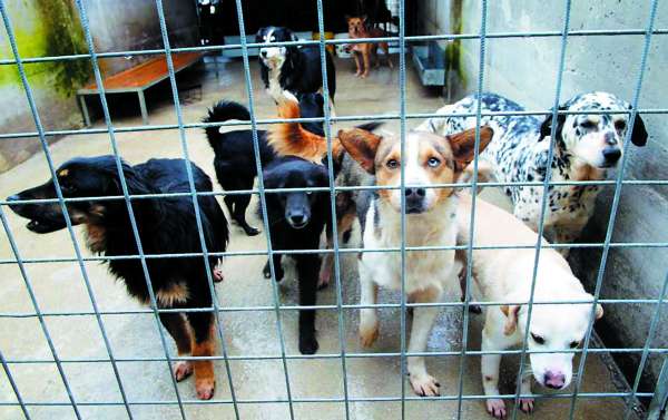 Canile chiude dopo settant’anni mancano fondi