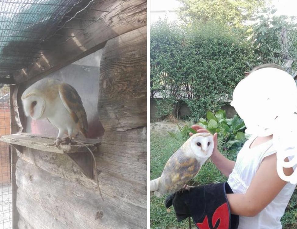Barbagianni scomparso in collina