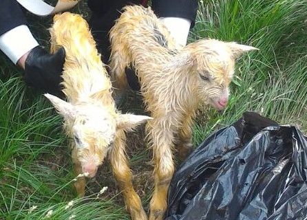 Capretti gettati vivi in una scarpata