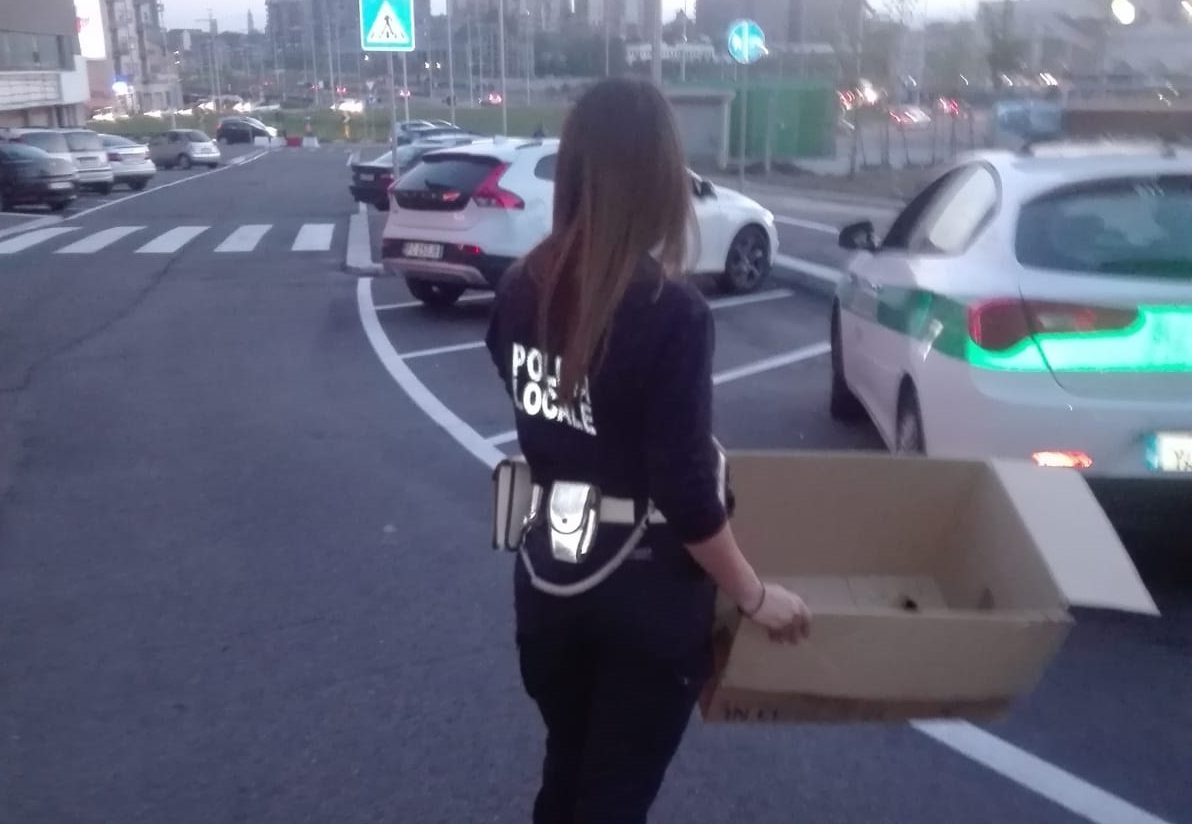 La municipale salva nove anatroccoli