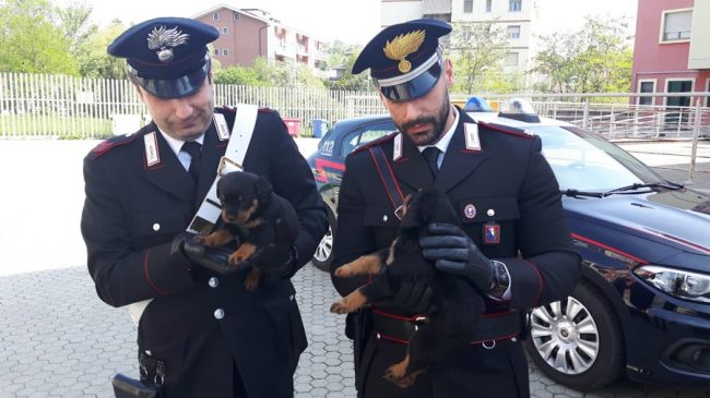 Ragazzo scomparso nella Dora ritrovati i cuccioli di rottweiler
