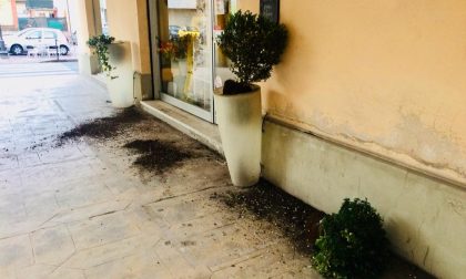 Vandali distruggono piante all'ingresso di un negozio
