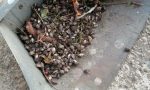 Allarme cimice asiatica nel Vercellese
