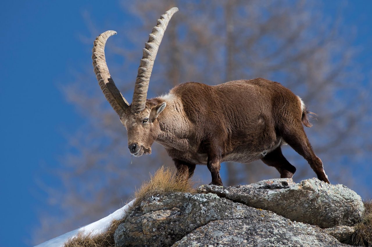 Veterinario annegato nella Dora il ricordo del Gran Paradiso