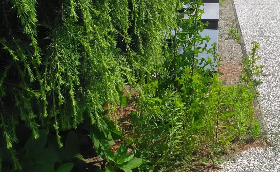 Erbacce e incuria sono i veri padroni del cimitero
