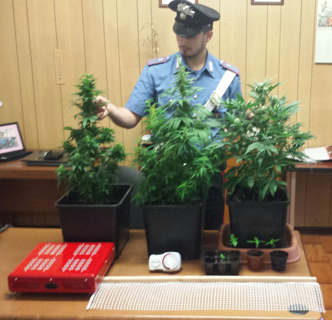 Cannabis coltivata in casa denunciata una coppia