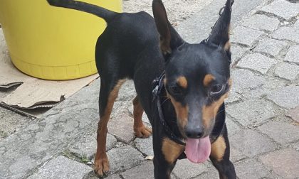 Trovato cane a Chivasso qualcuno lo riconosce