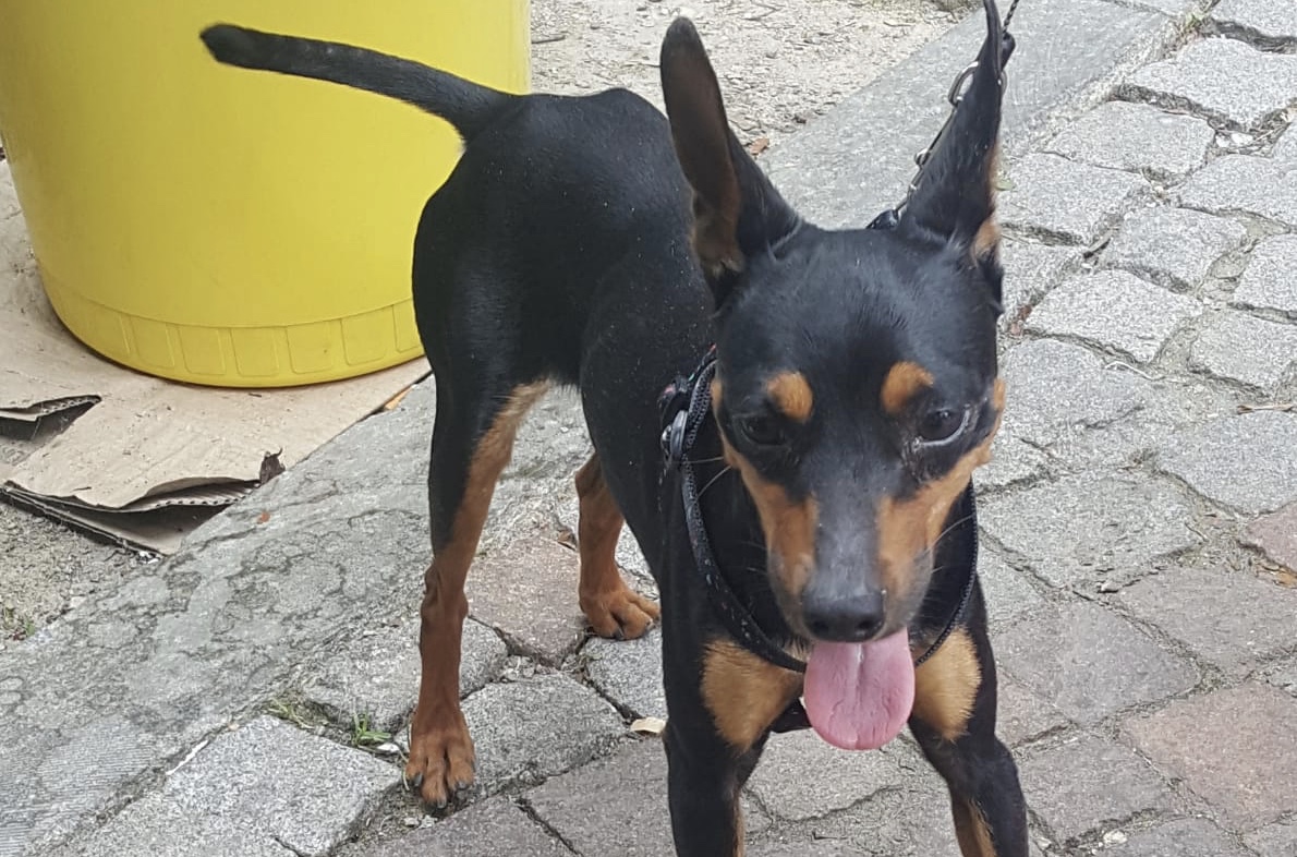 Trovato cane a Chivasso qualcuno lo riconosce