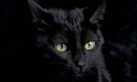 Gatti neri spariti usati riti del Solstizio