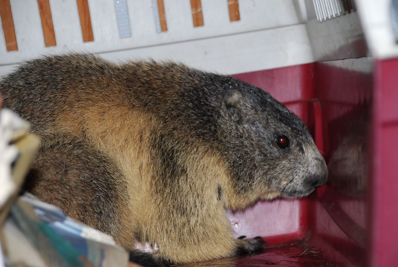 Marmotta nel motore del camper