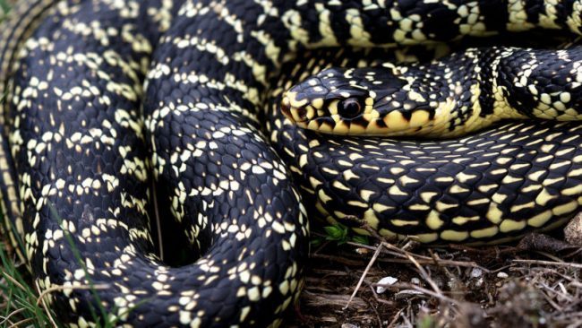Serpente catturato in San Salvario: era innocuo