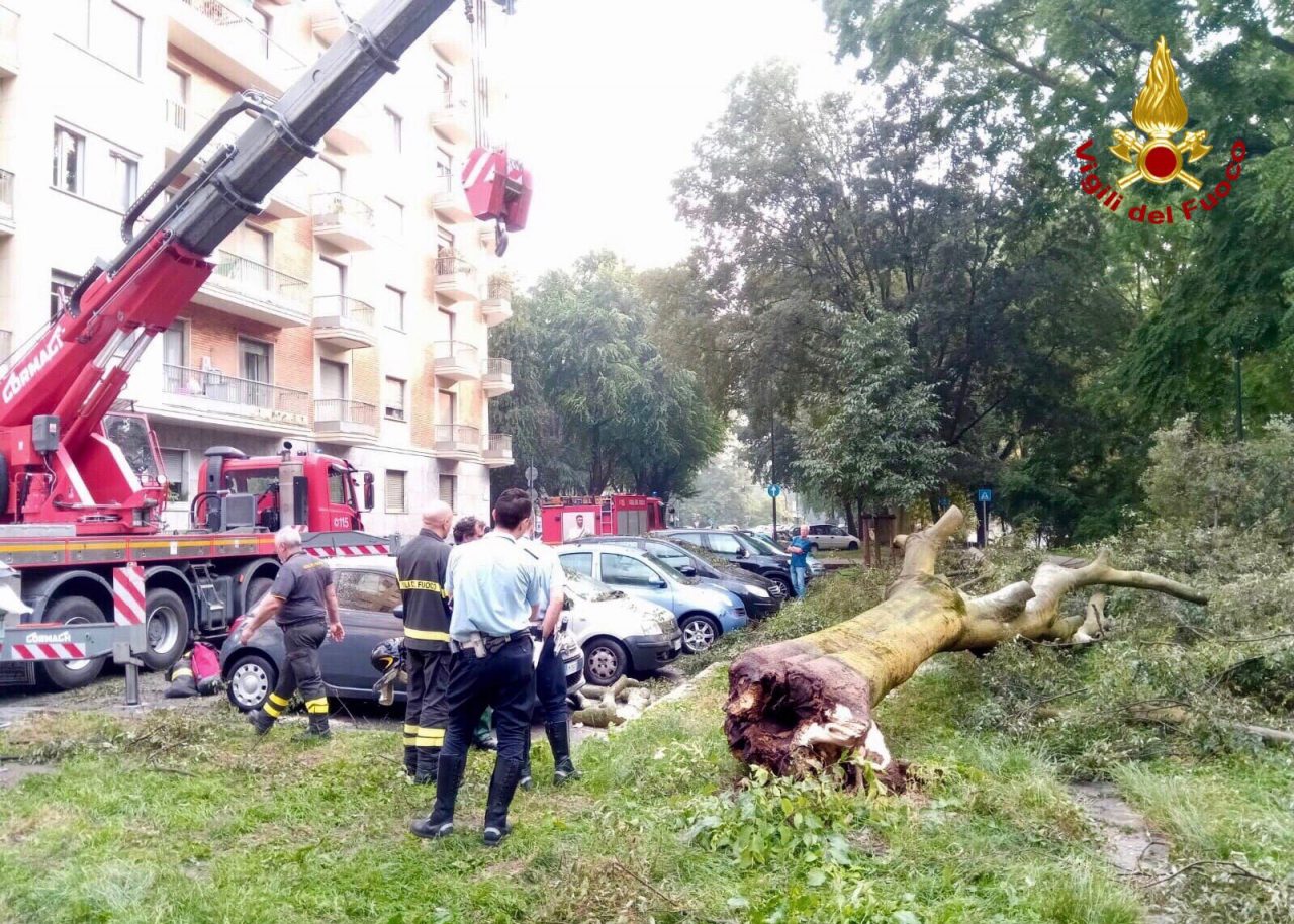 Crolla albero in Lungopo, distrutte tre vetture