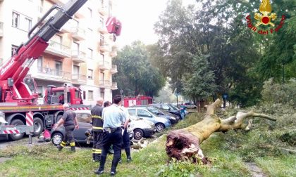 Crolla albero in Lungopo, distrutte tre vetture