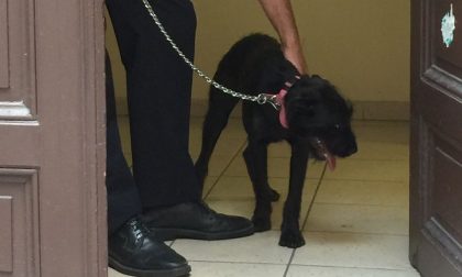 Chiude cane in auto sotto al sole PROPRIETARIO DENUNCIATO