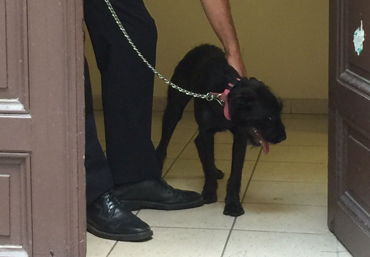 Chiude cane in auto sotto al sole PROPRIETARIO DENUNCIATO