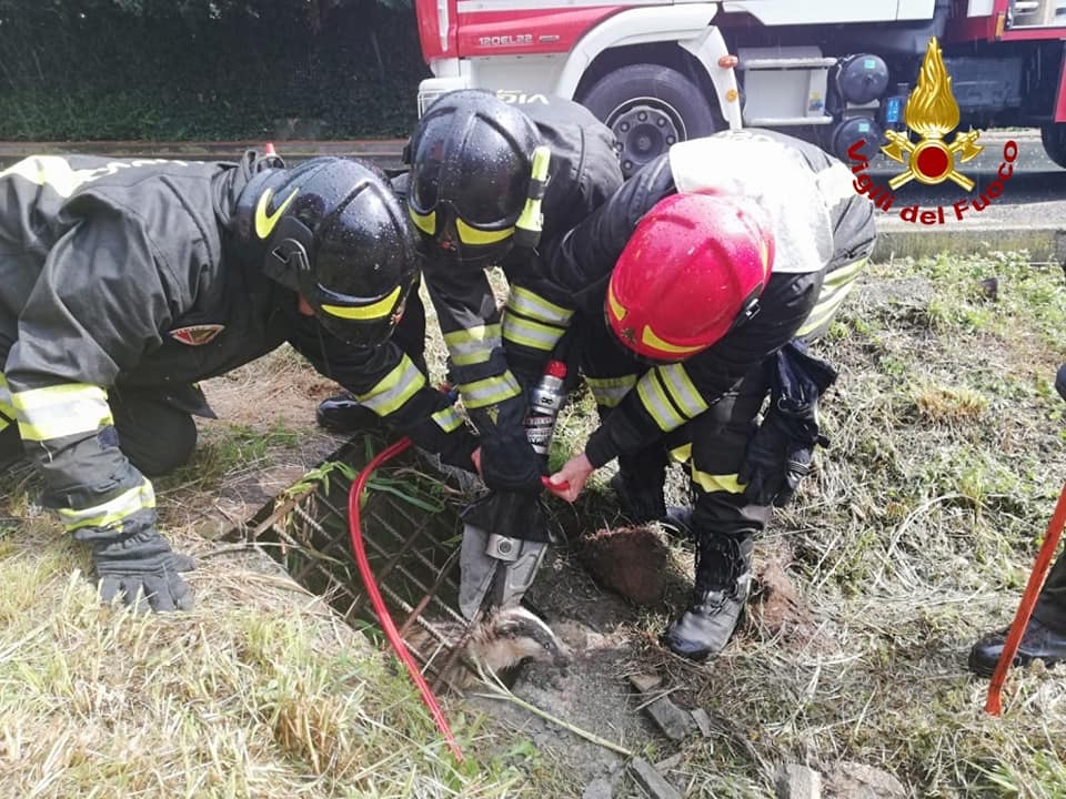 Vigili del fuoco salvano un tasso incastrato in una grata di scolo