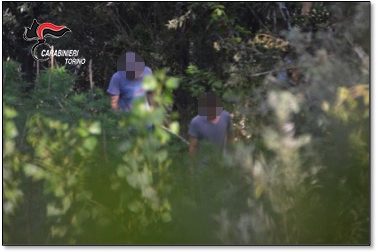 Isola di marijuana scoperta a San Sebastiano FOTO e VIDEO