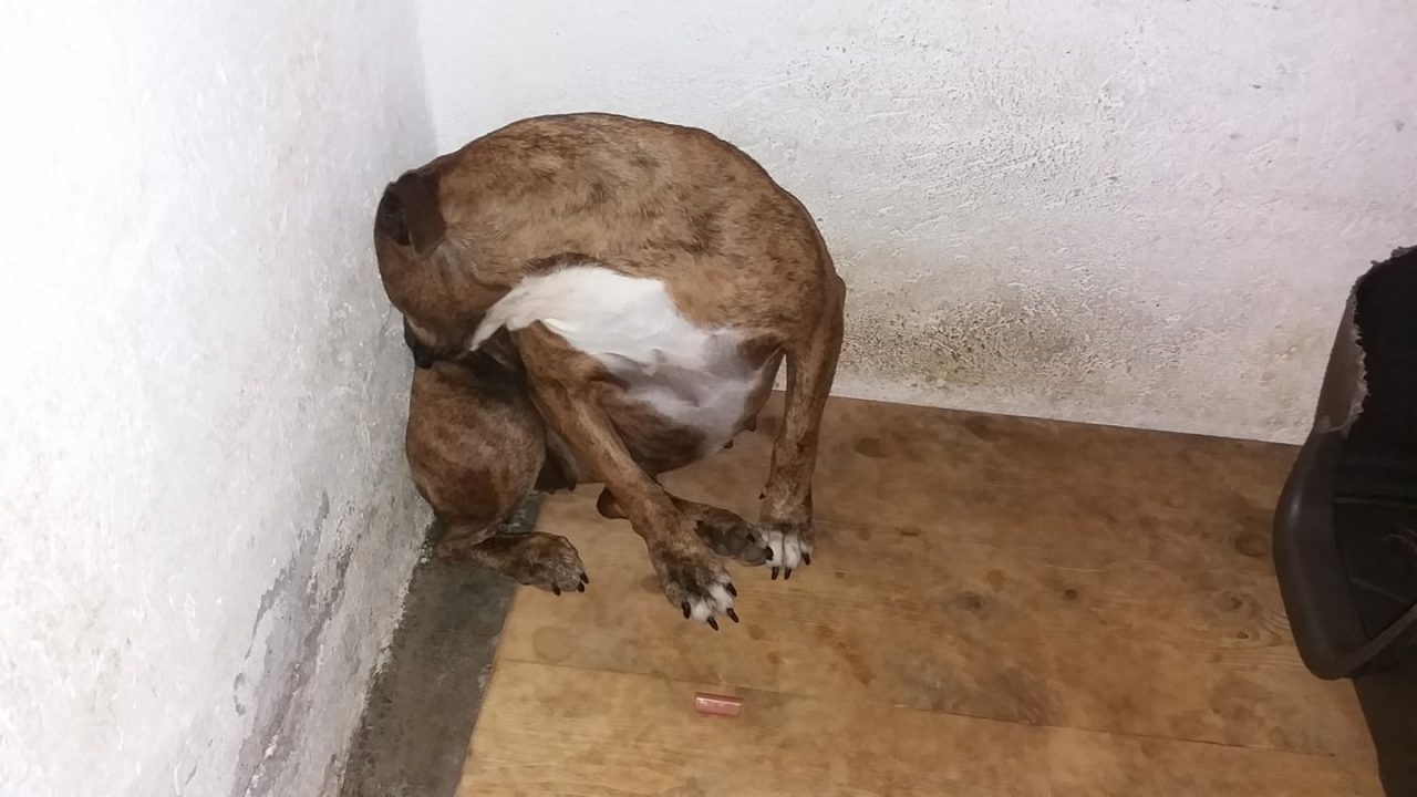 Cani «vaganti», controlli e sanzioni per i proprietari irresponsabili