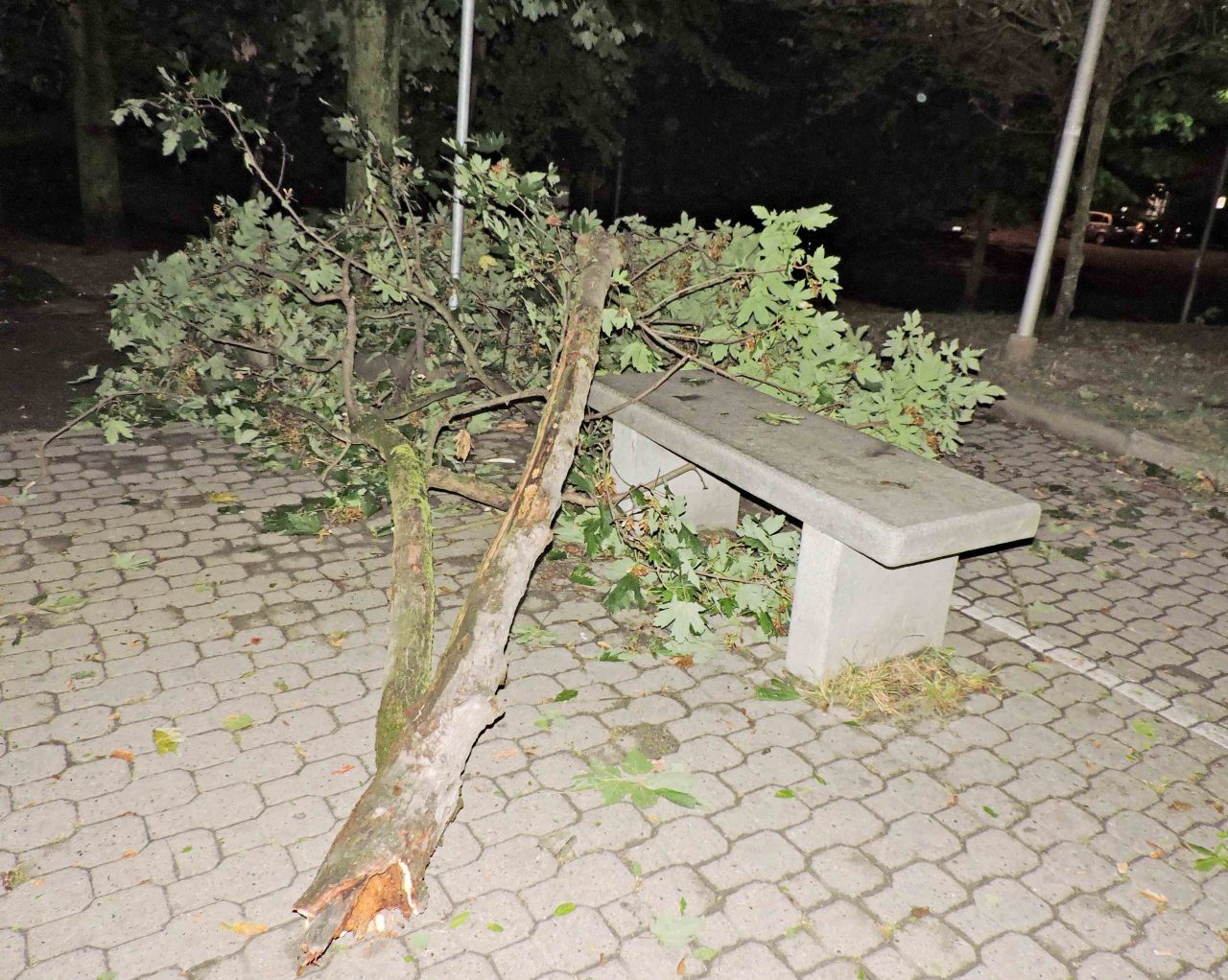 Alberi Caduti