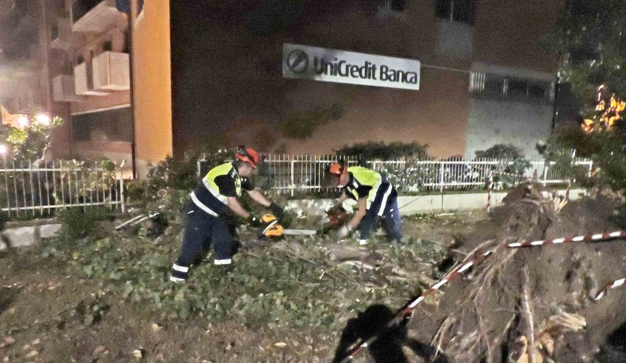 Alberi Caduti