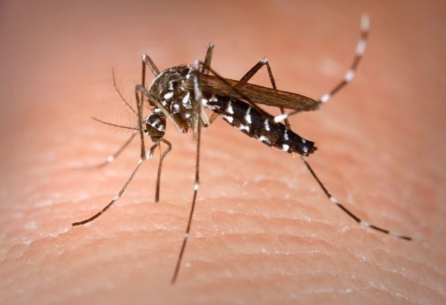 Epidemia West Nile: 255 infetti da giugno