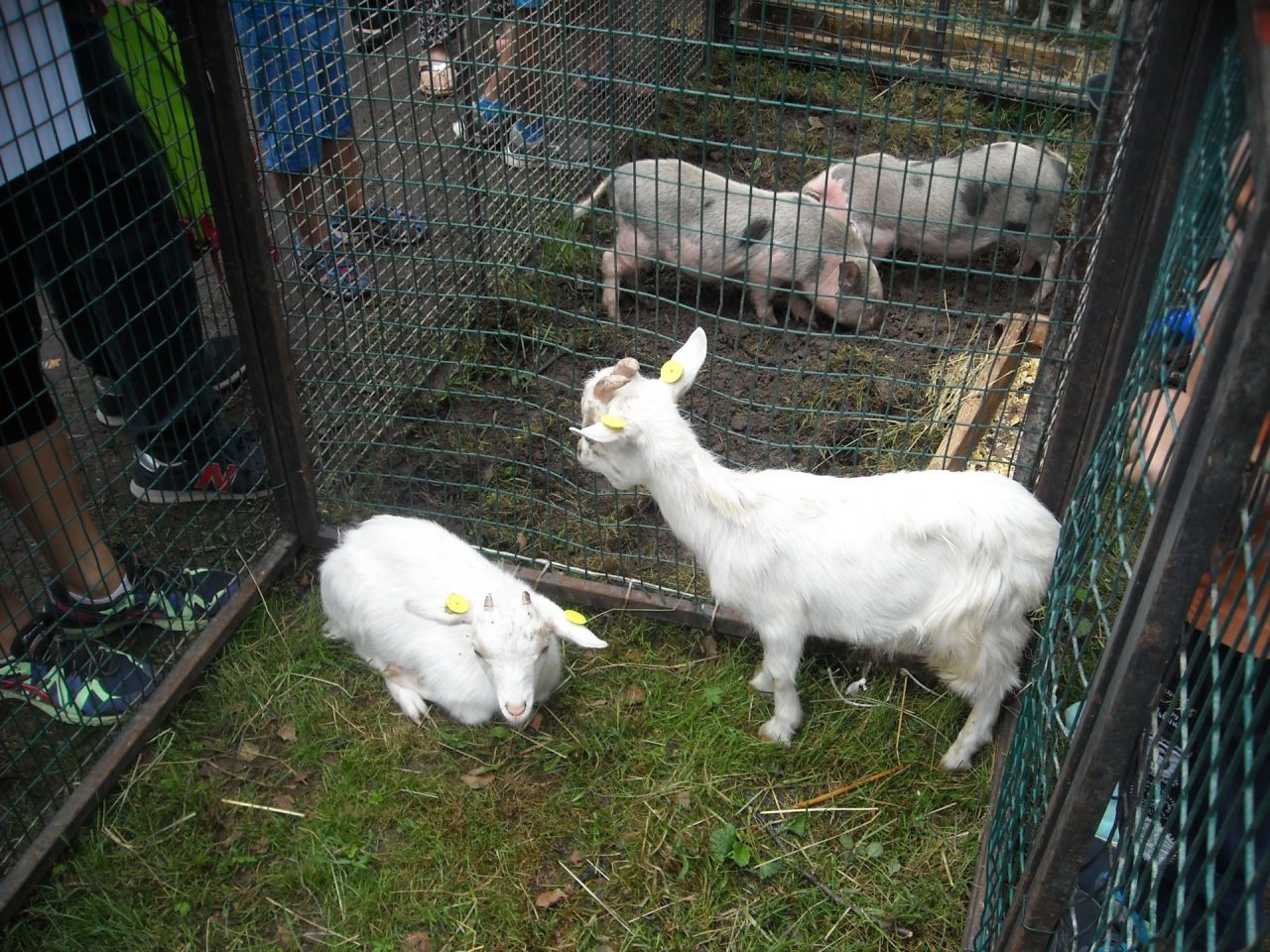 Fiera Beato Angelo Carletti, “Basta animali in gabbia”