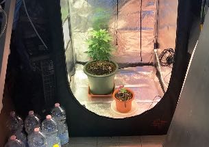 Marijuana sul balcone, due arrestati