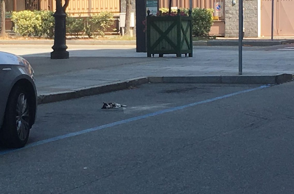 Gatto investito e ucciso in piazza