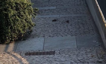 Topi in centro città IL VIDEO
