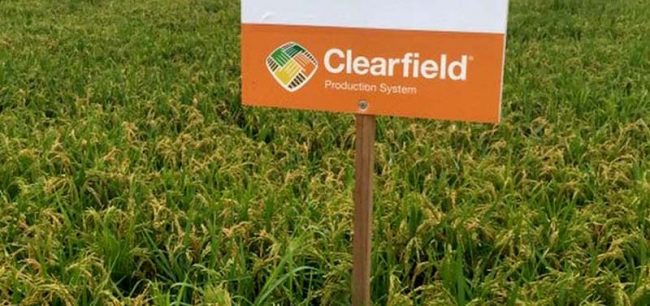 Riso Clearfield: un alieno Ogm in risaia