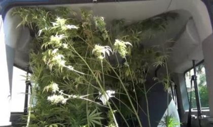 Coltivava marijuana: arrestato dalla squadra antidroga