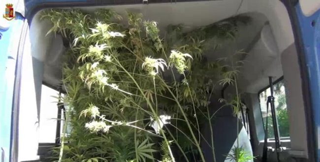 Coltivava marijuana: arrestato dalla squadra antidroga