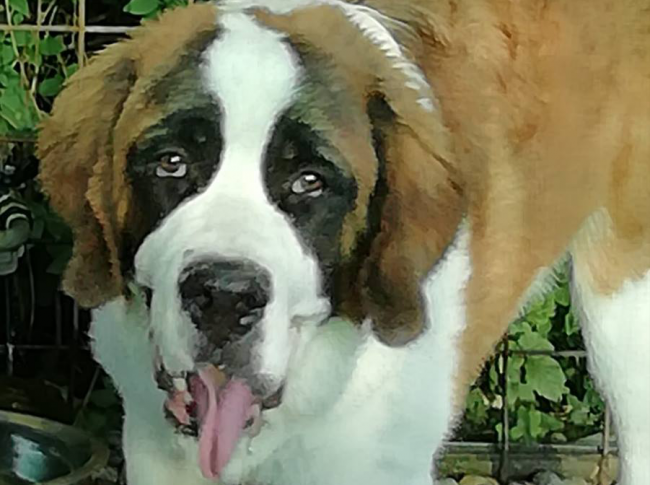 Cucciolo ucciso a colpi di fucile