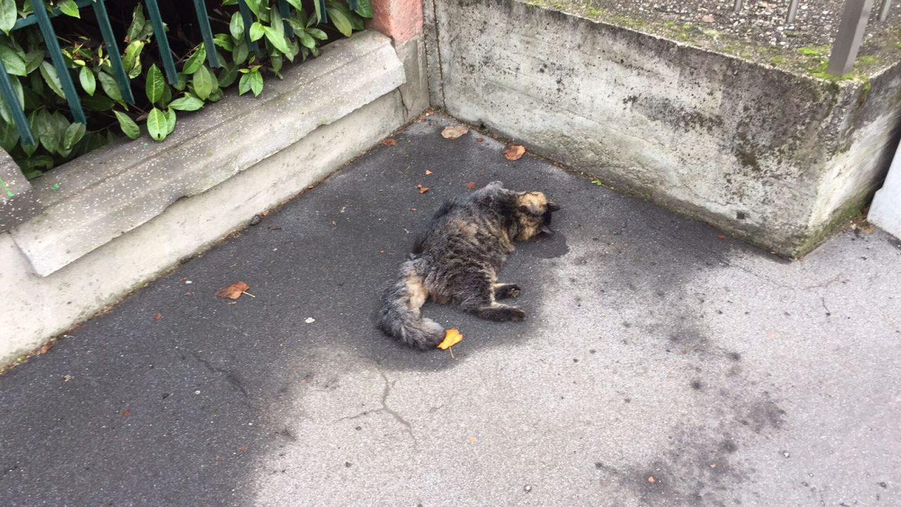 Strage di gatti in frazione Campagna: è allarme tra i proprietari dei felini